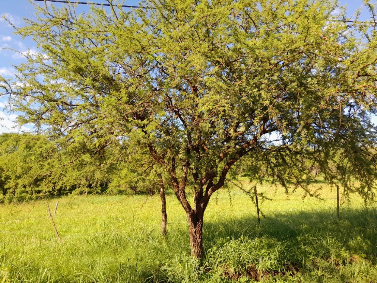 VENTA DE LOTES EN VERTIENTES DE LA GRANJA - CON ESCRITURA