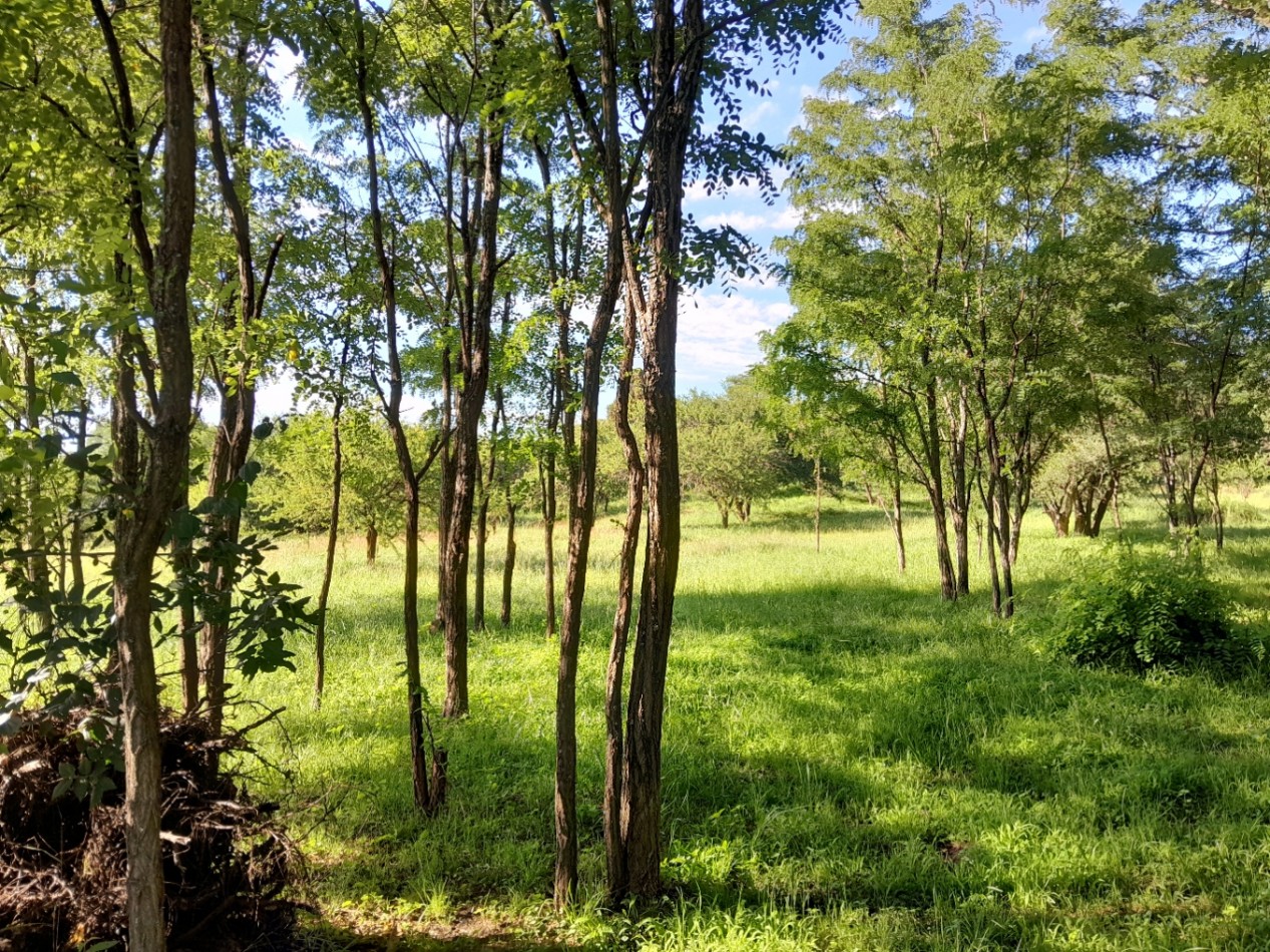 VENTA DE LOTES EN VERTIENTES DE LA GRANJA - CON ESCRITURA