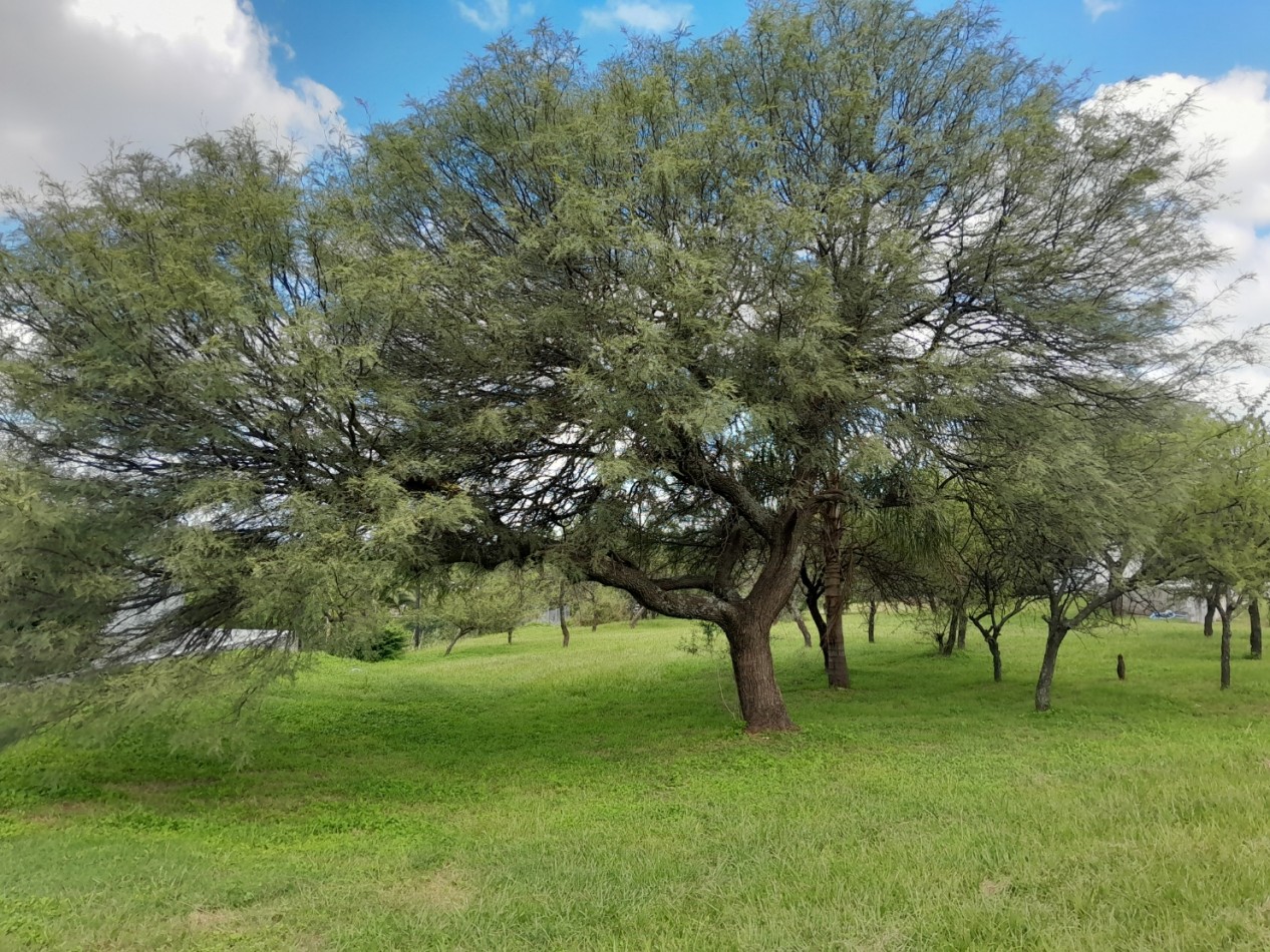 VENDO LOTE 1.243 M2 COUNTRY LA ARBOLADA. LOTE CENTRAL - ZONA ALTA!