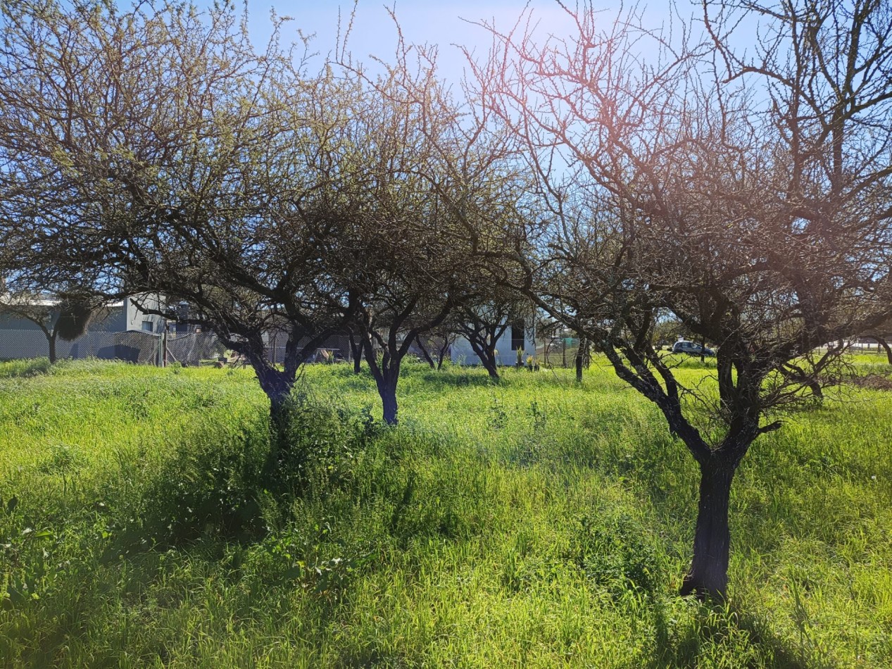 VENDO LOTE 1.223 m² - BELA VISTA